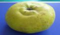 Tradicijska jabuka 'funtenjača', mase preko 1/2 kg