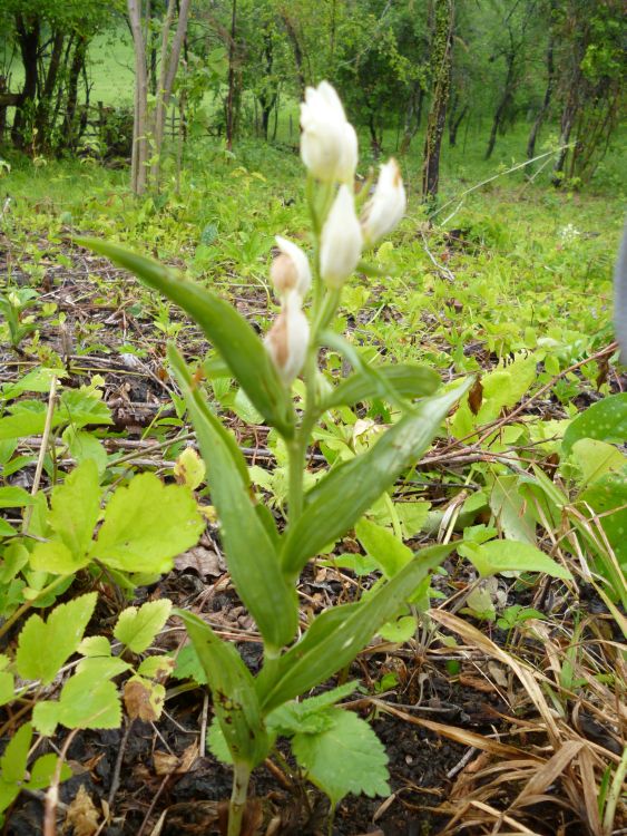 Cephalanthera